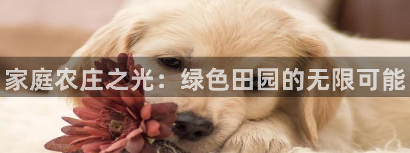金顶年会