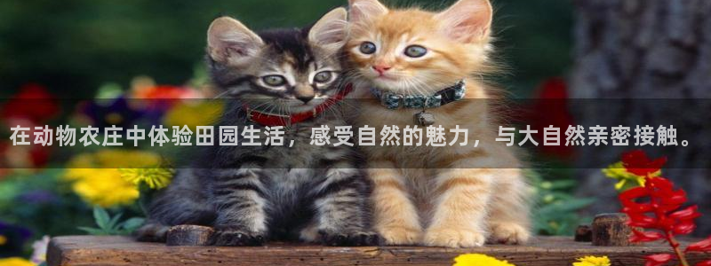 金年会体育app