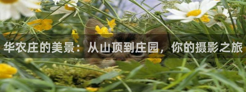 金年会体育在线入口